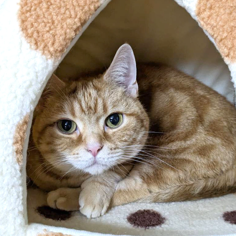 スマホ用の装飾画像